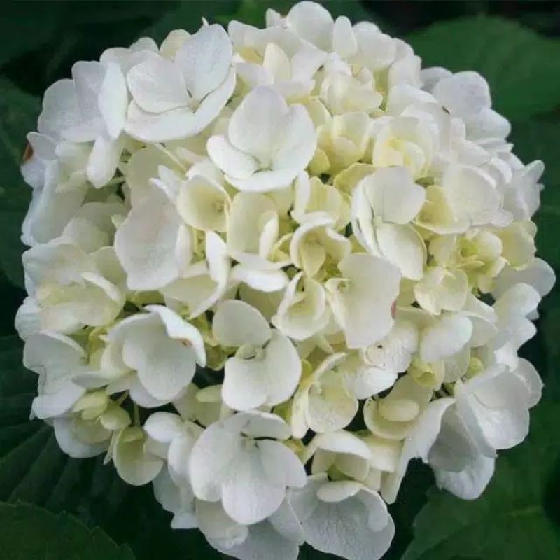 tanaman hydrangea putih