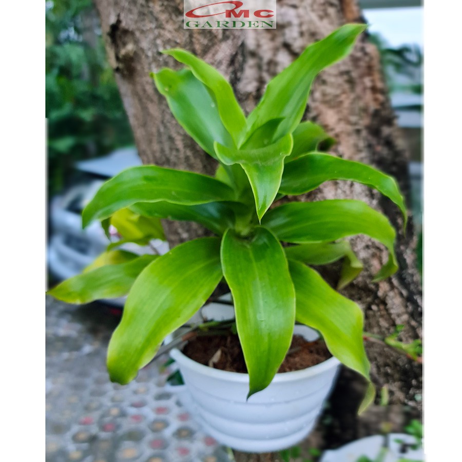 Callisia Fragrans Wangi Kumis Emas Tanaman Hias Keranjang CLSF-1020