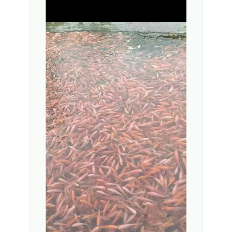 

bibit nila merah bangkok