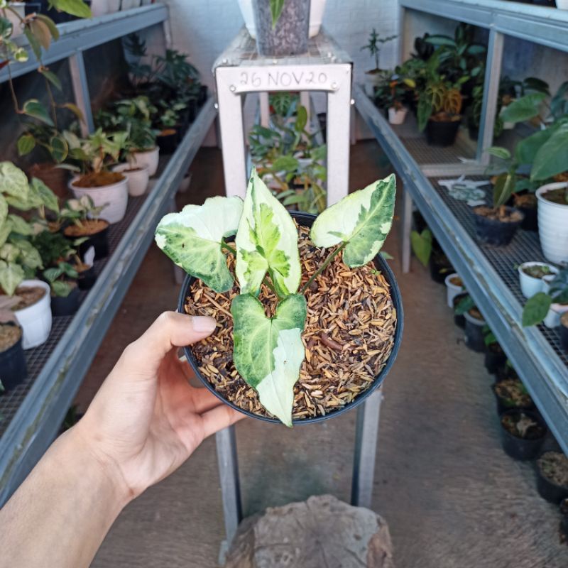 Syngonium Magic Marble/Three Kings