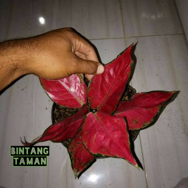 Tanaman hias aglonema red anjamani super-Aglonema red anjamani