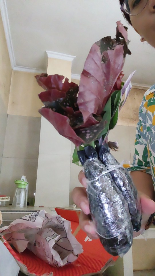 Tanaman Hias Kalatea Tisue/tisue Pashio