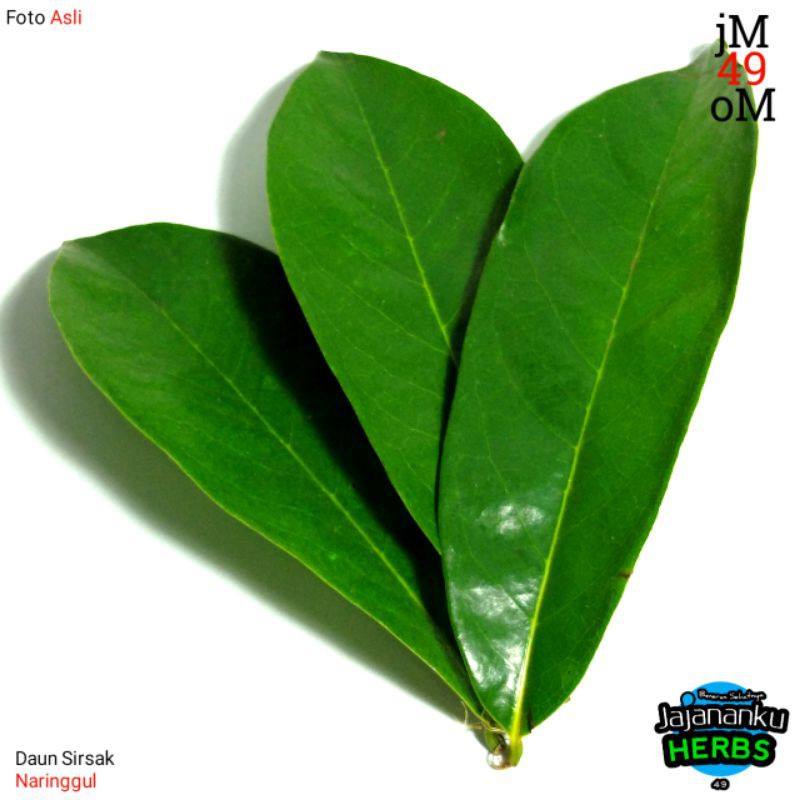 

Daun Sirsak Segar Langsung Dipetik Dari Pohonnya Anti Tumor, Anti Kanker Murah