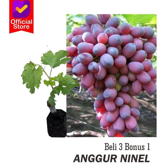 TERLARIS Bibit tanaman buah anggur ninel / anggur import ninel genjeh