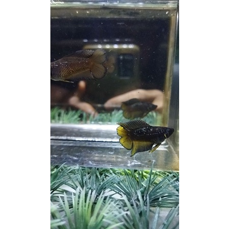 CUPANG PKDT KUNCOP 100%REALPICT