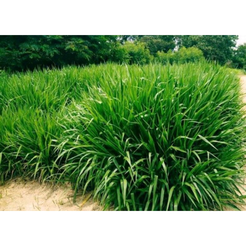 benih rumput odot 1kg