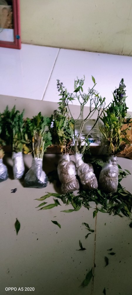 Tanaman Hias Angelonia Atau Lavender Lokal Murah