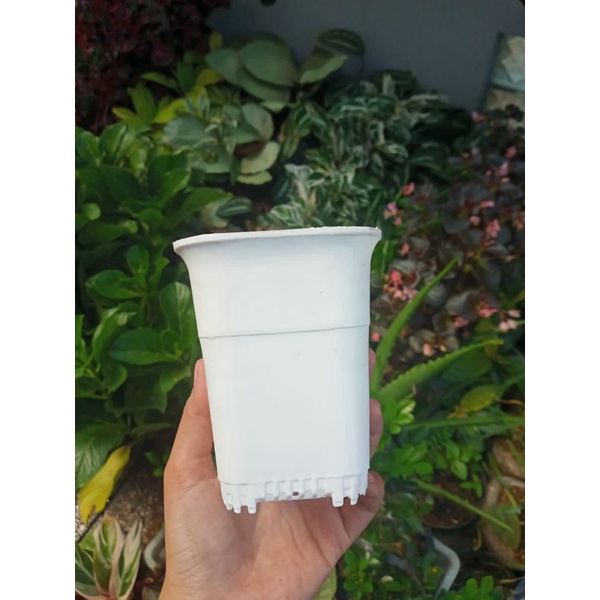 Pot kotak 8 cm, pot kaktus, pot semai, pot bibit murah, pot sedding, grosir