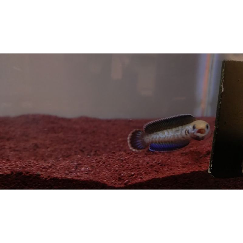 Channa Andrao 5-6cm grade  A+ sortiran gondrong" single tank