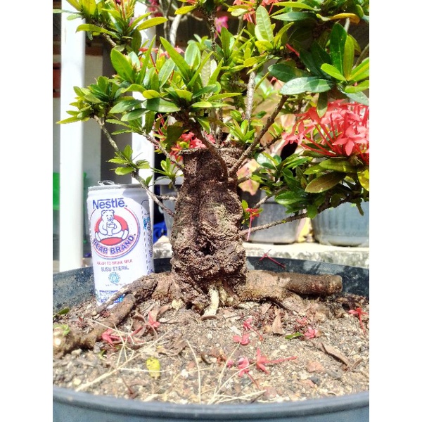 Bahan Bonsai Asoka Merah Mikro