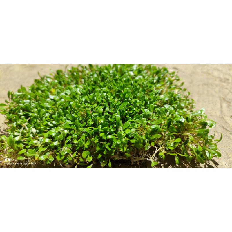 gloso stikma carpet aquascape