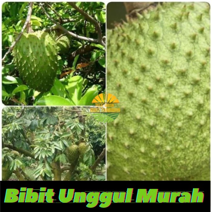 Bibit sirsak madu jumbo super manis