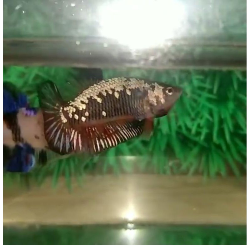 Avatar / Cooper Gold