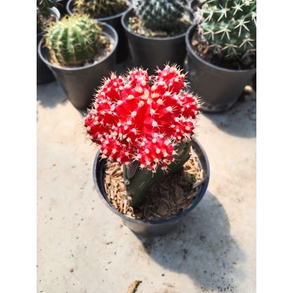 Kaktus gymno import red