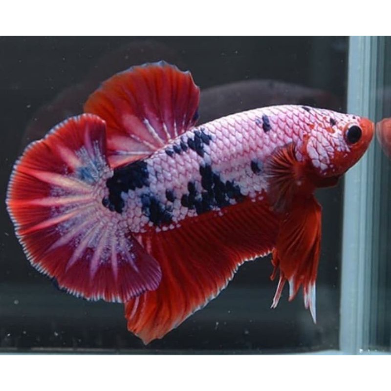 

ikan cupang fancy murah