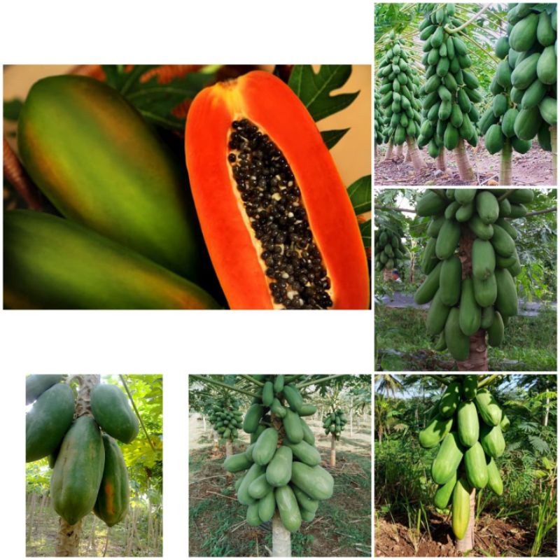 BIBIT BENIH PEPAYA CALIFORNIA & PEPAYA BANGKOK SUPER THAILAND REPACK 5 BUTIR // BIBIT PEPAYA // BIBI