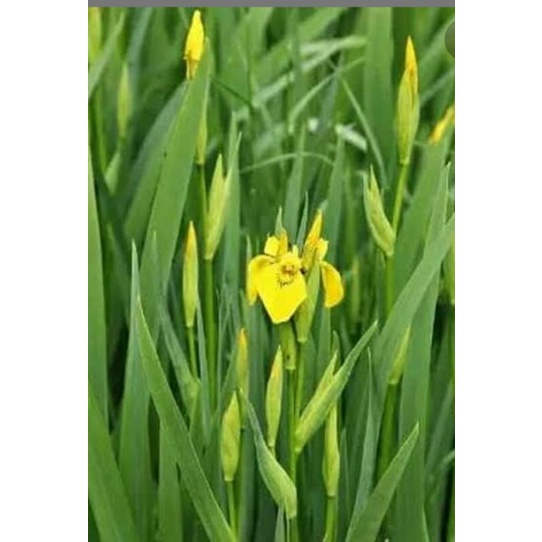 Anggrek tanah iris / airis kuning / anggrek tanah kuning (beli 5 gratis 1)