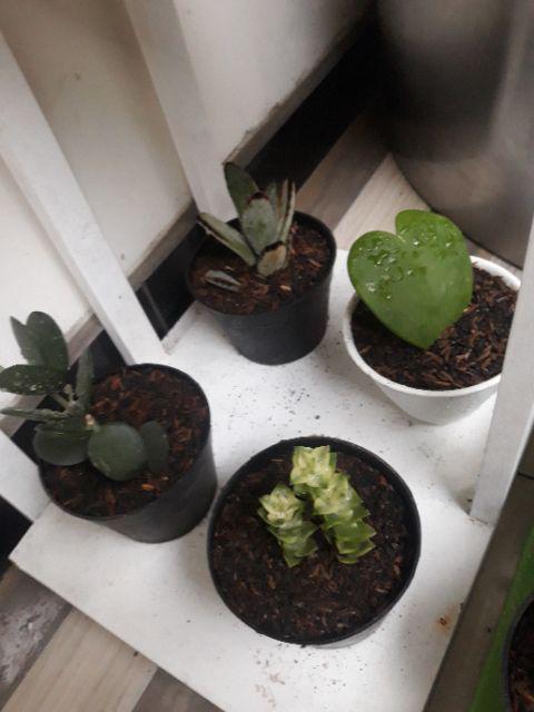 Kaktus Hoya