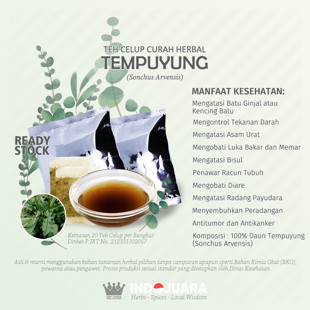 

TEMPUYUNG Teh Celup Curah Herbal 10 bks Kencing Batu Ginjal Bisul Hipertensi Asam Urat Peradangan
