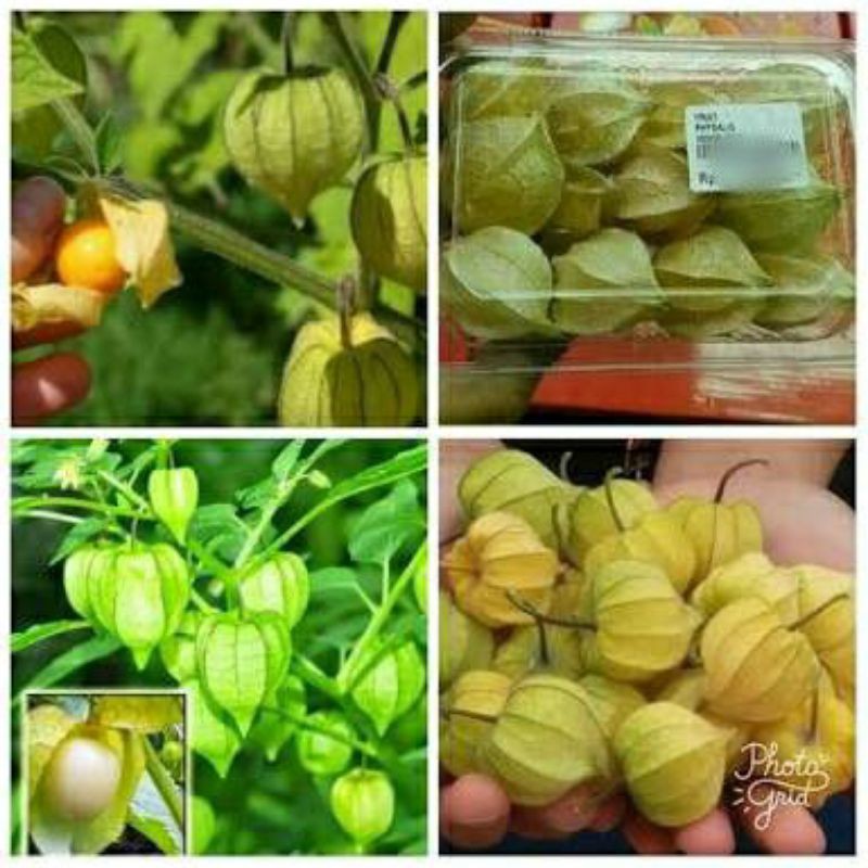 

buah ciplukan