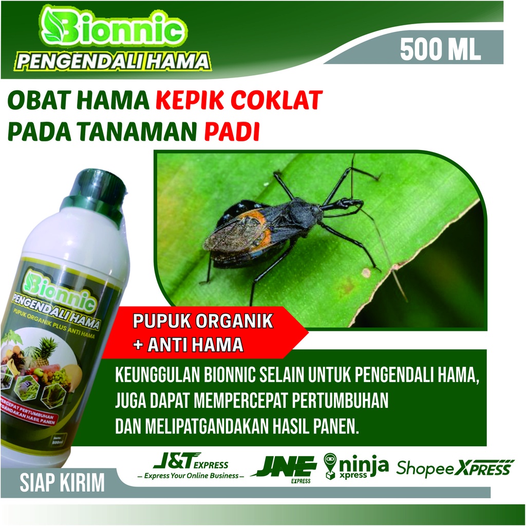 Obat Pembasmi Hama Kepik Coklat Padi - BIONNIC Obat Pengendali Hama Paling Ampuh dan Mujarab - Racun