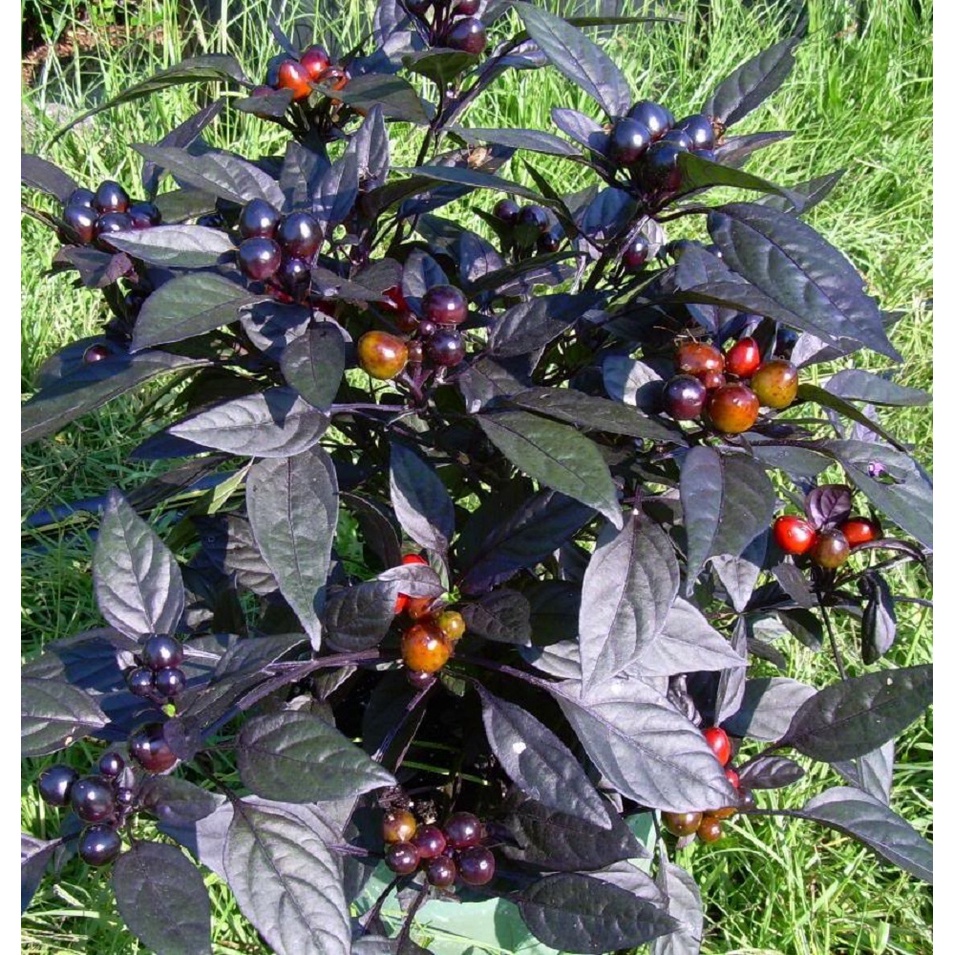 BS-BYL Bibit Cabe Hias Pelangi Benih Tanaman Sayuran Cabai Carolina Reaper Merah Bolivian Rainbow Katokkon Numex Giant Raksasa Sweet Italian Ungu Hitam-CH BLACK PEARL