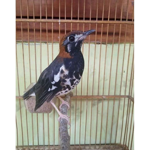 burung anis kembang jantan pilihan