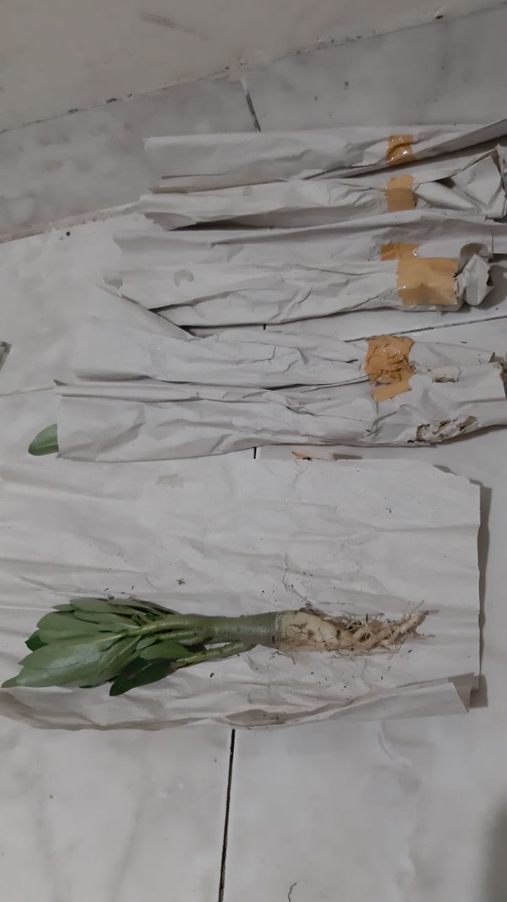 ((newww!!)) Paket 7 Bibit Bunga Tumpuk Adenium - Bibit Kamboja Jepang