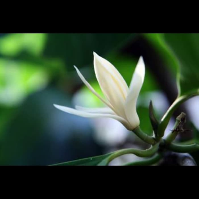 Bibit Pohon Cempaka Putih - Pohon Manglid - Pohon Kantil