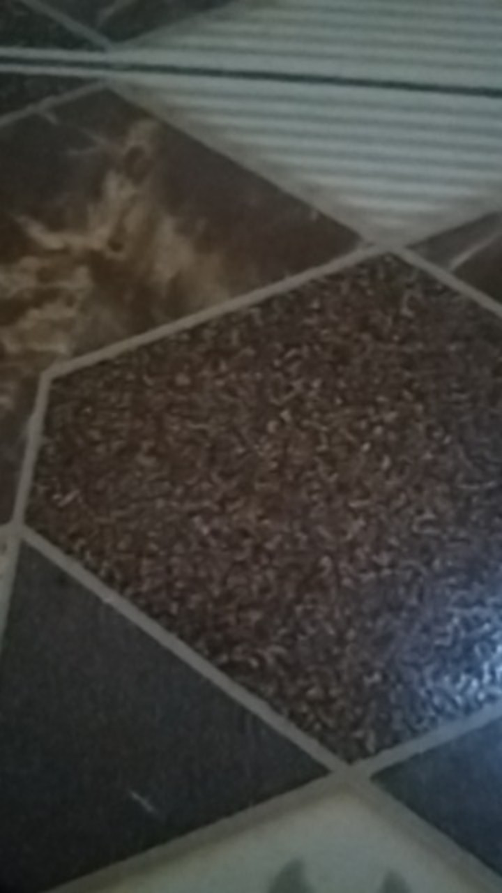 Pisau Dapur Buah Sayur Tajam / Pemotong Makanan / Kupas Buah Warna Warni /pisau(b30k)