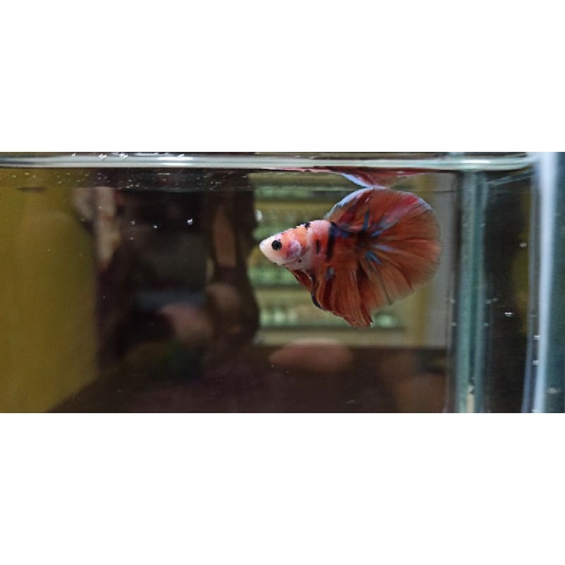 cupang bonsai hm nemo