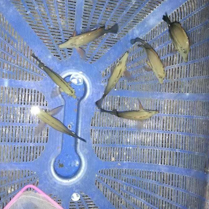 Terbaru Ikan Hias Burung Laut Mirip Yellow Tang Shopee