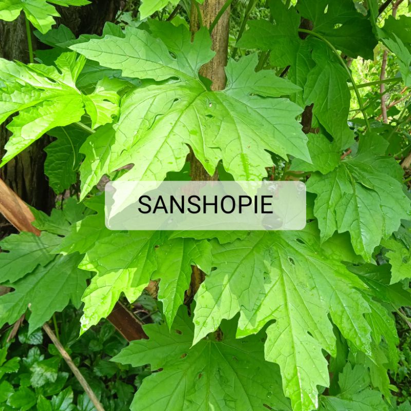 

Daun pare hutan pare alas segar 15 lembar