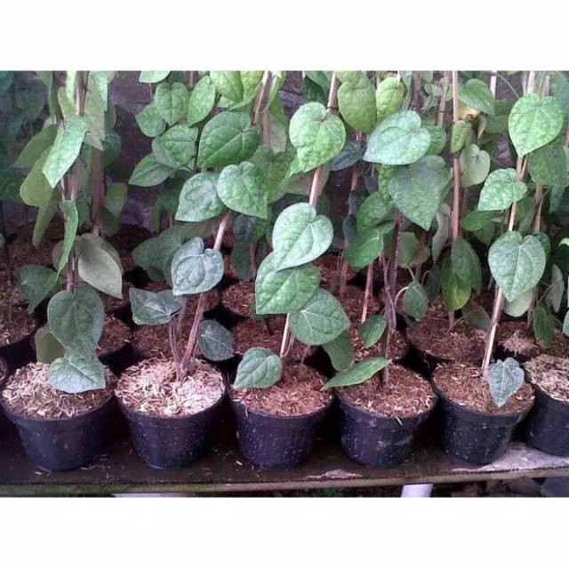 tanaman sirih sirih daun hijau tanaman herbal