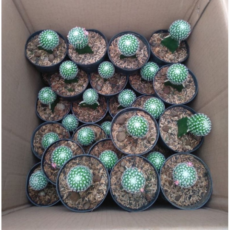 Tanaman Hias Kaktus Grafting import premium pagaspina