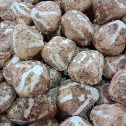 

BUAH BENGKOANG SUPER 1 KG FRESH