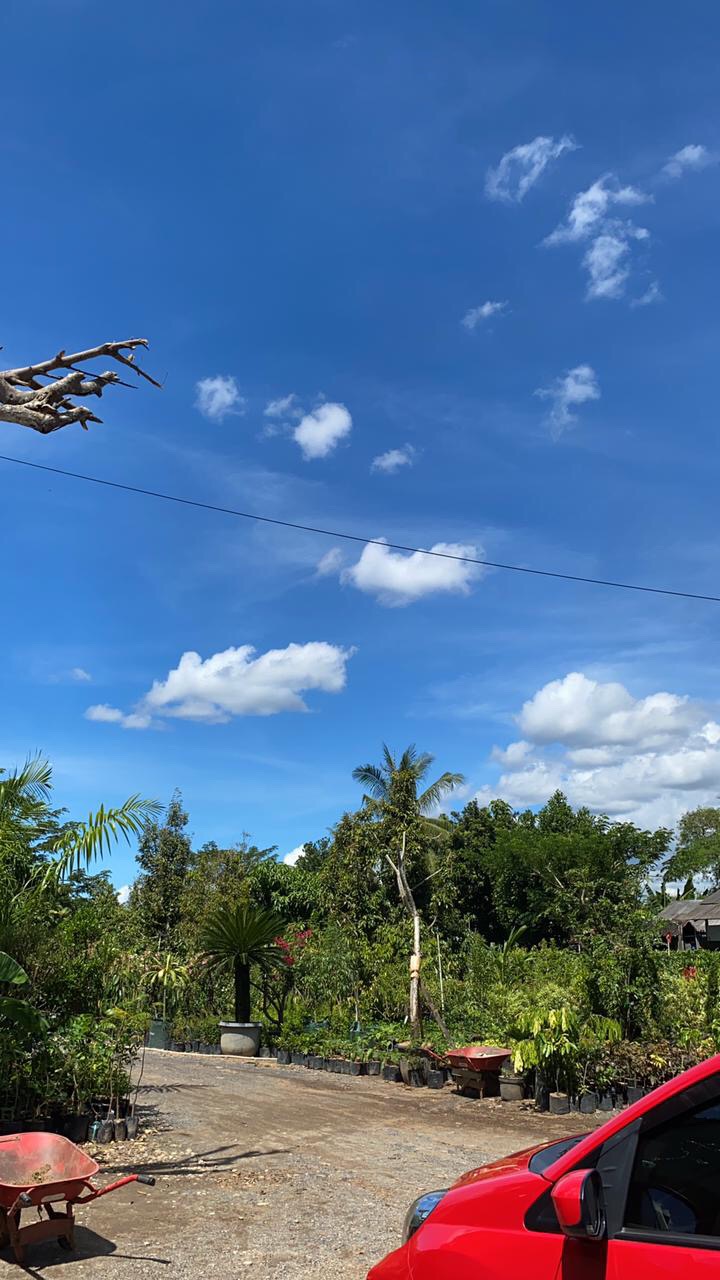 Payung Transparan Bening Umbrella Transparant Korea Japan Best Quality