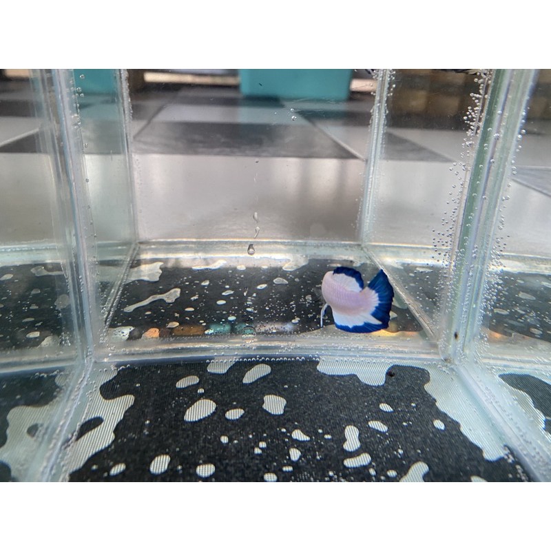 

ikan cupang blue rim