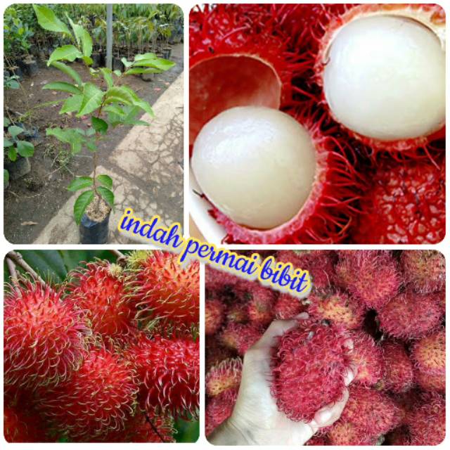 Bibit tanaman rambutan garuda jumbo