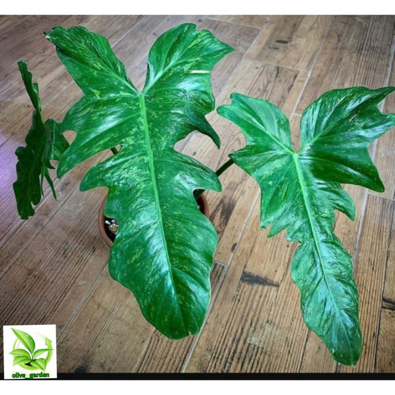 Philodendron Lime Fiddle / Philodendron Golden Dragon
