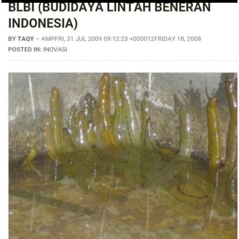 lintah terapi ukuran sedang( min pembelian 25 ekor)