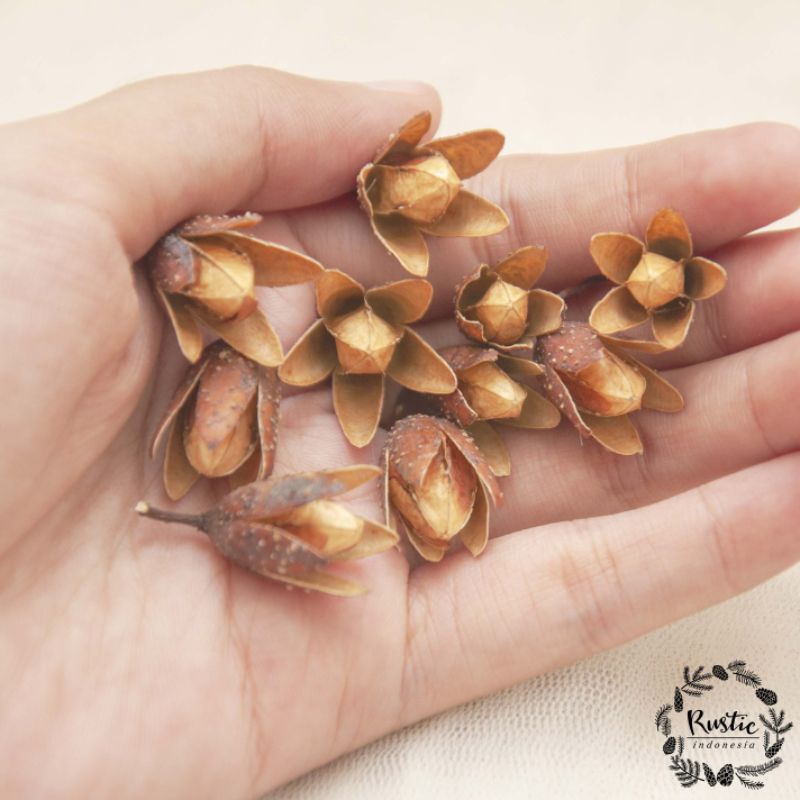 10 biji suren