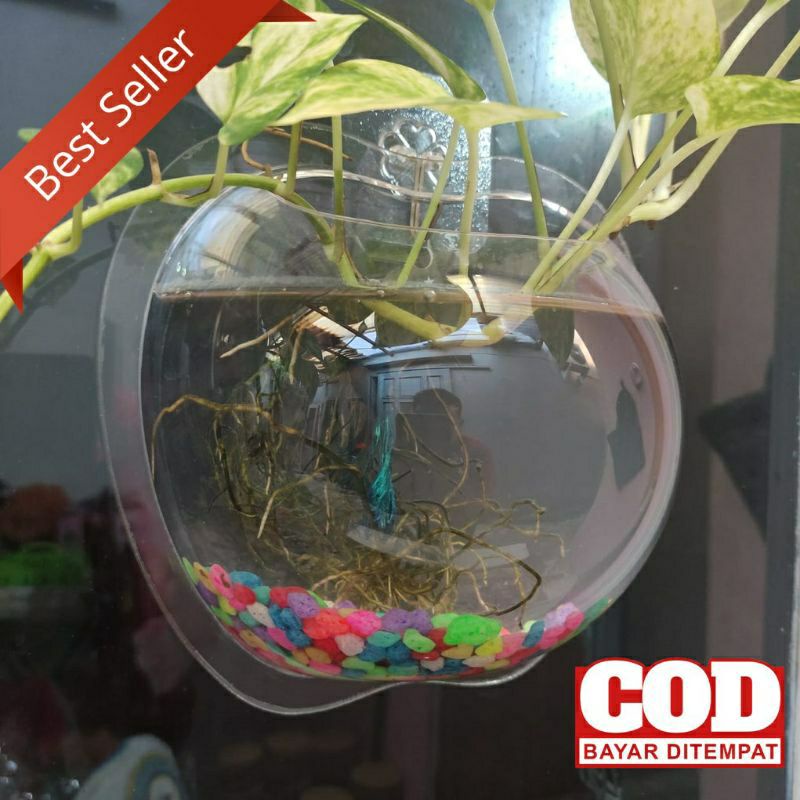 AQUARIUM DINDING TEMPEL APPLE DIAMETER 20CM UNTUK HIASAN VAS TANAMAN TERRARIUM &amp; IKAN CUPANG