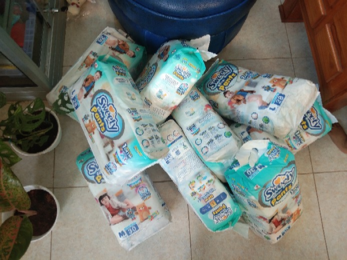 Aglonema Murah Warna Pink