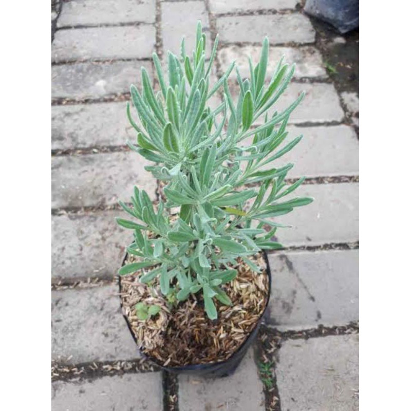 lavender asli / lavender gold creek