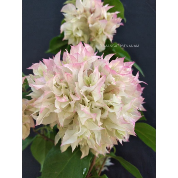 Bougenville Hawai Tumpuk Cherry Blossom