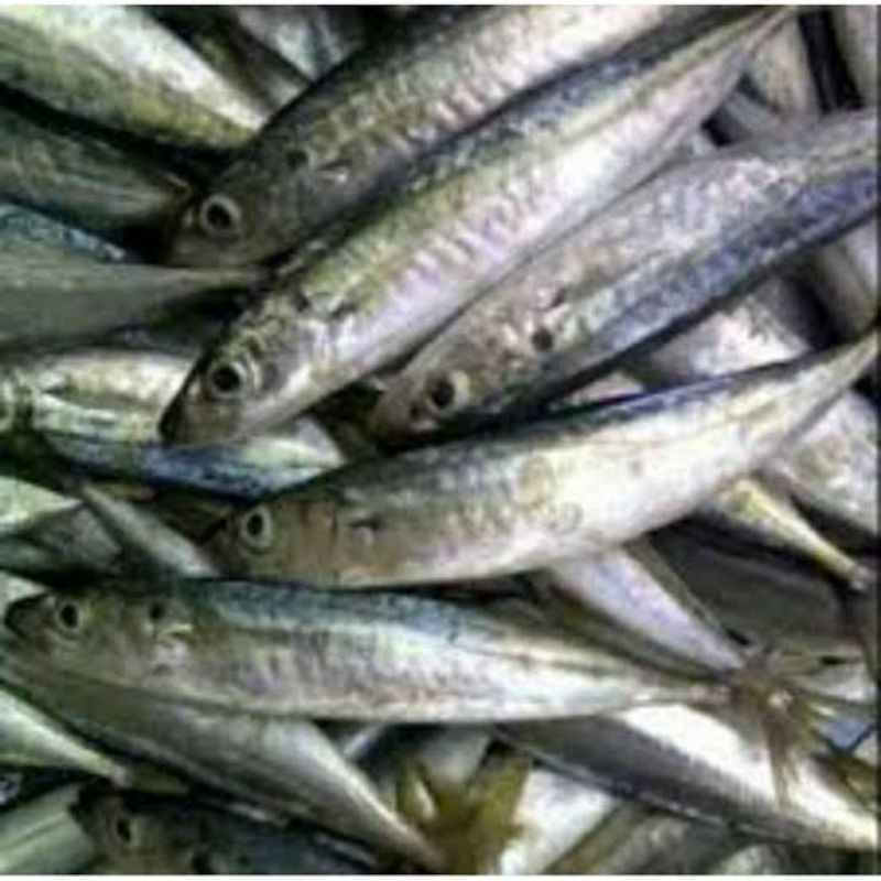 

ikan dencis/layang deles segar