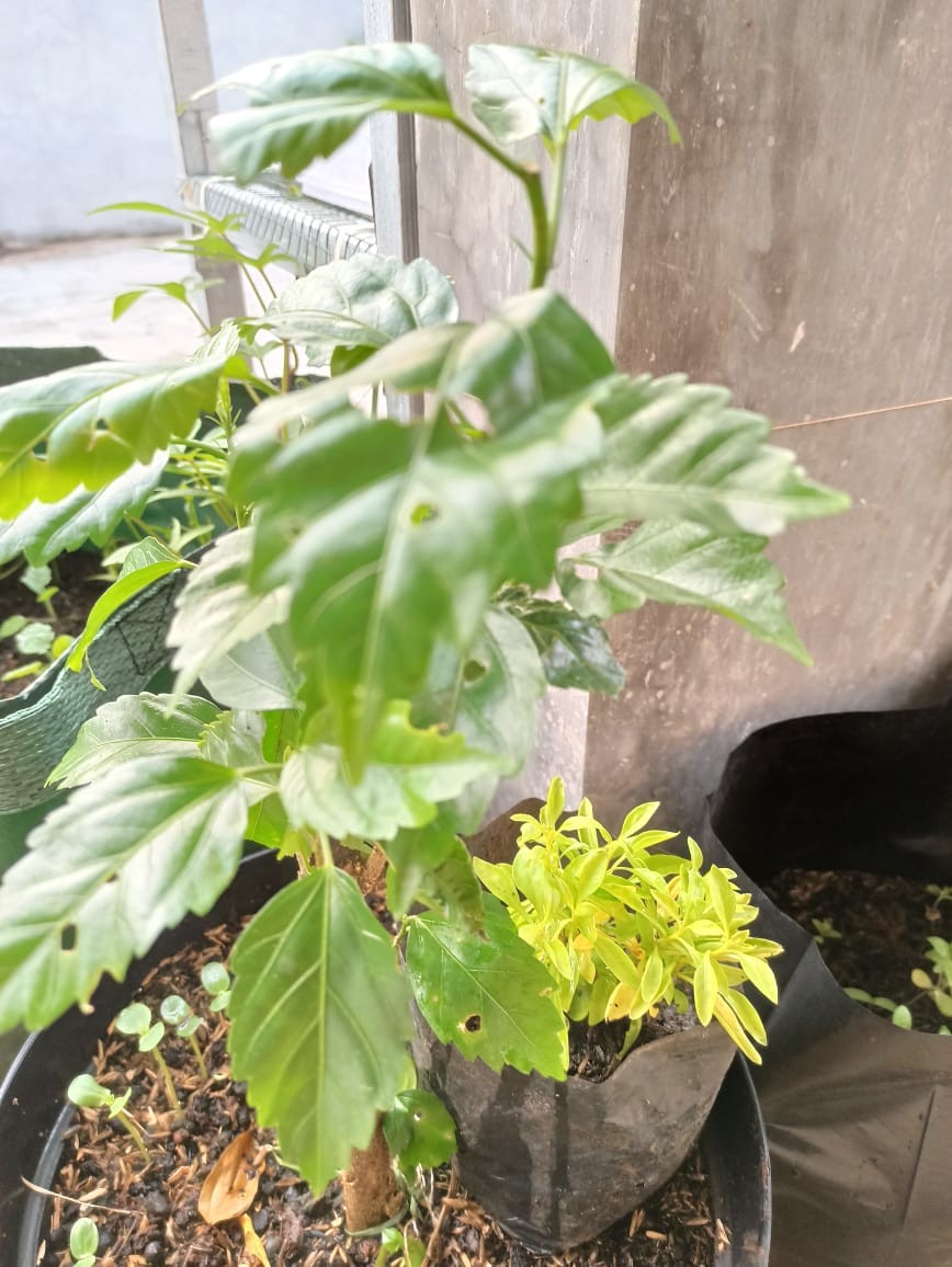 Tanaman Hias Kembang Sepatu / Bunga Hibiscus Rosa Merah (look Army Strip/ring White)