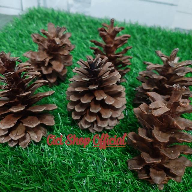 Biji Pinus Bunga Pinus Bunga Pohon Pinus Pinus Shopee Indonesia