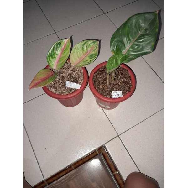 aglonema amber dan bml harga lelang